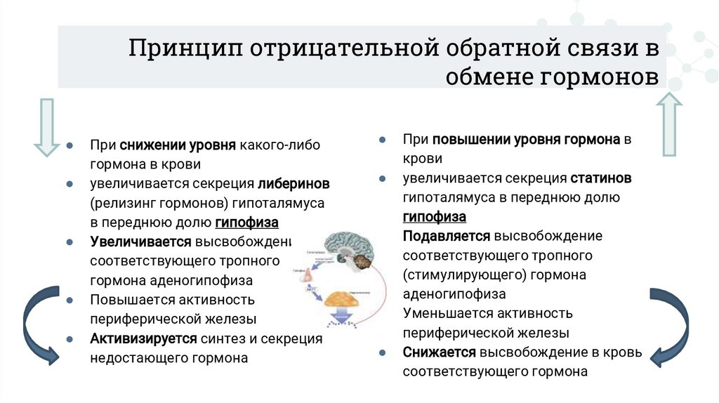 Принцип отрицательной обратной связи в обмене гормонов