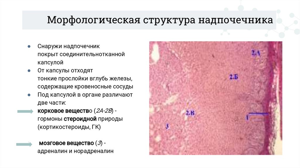 Морфологическая структура надпочечника