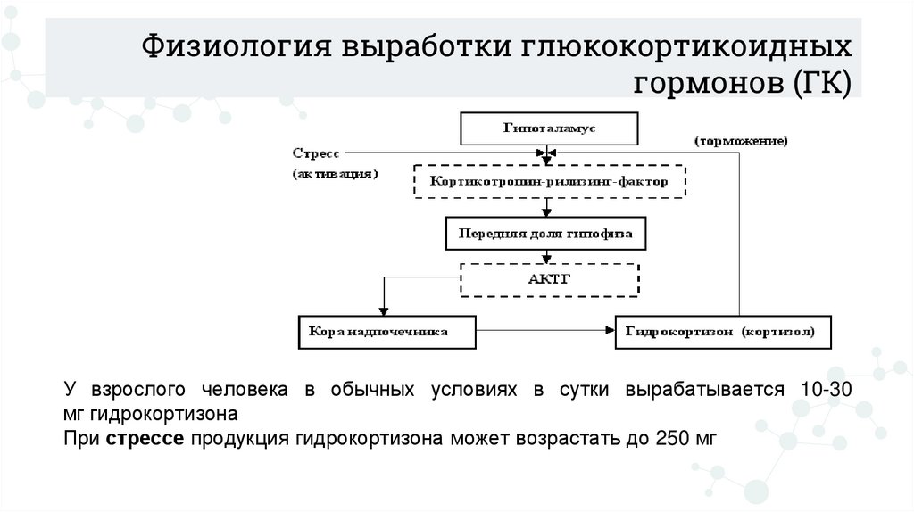 Физиология выработки глюкокортикоидных гормонов (ГК)