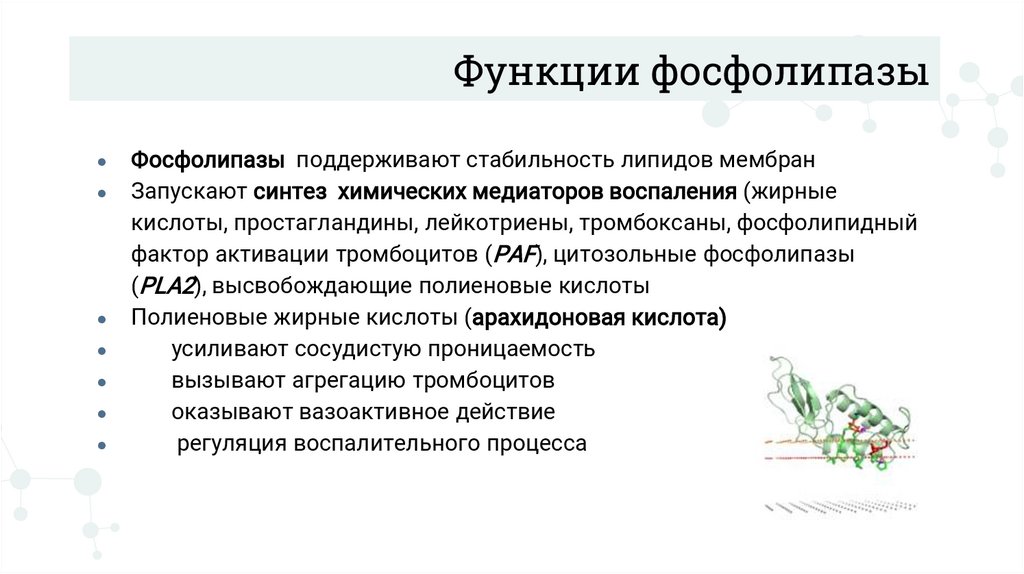 Функции фосфолипазы