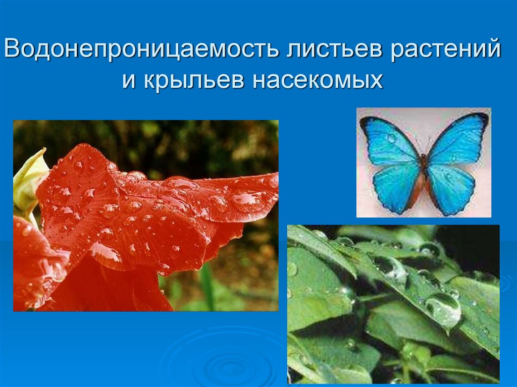Водонепроницаемость листьев растений и крыльев насекомых