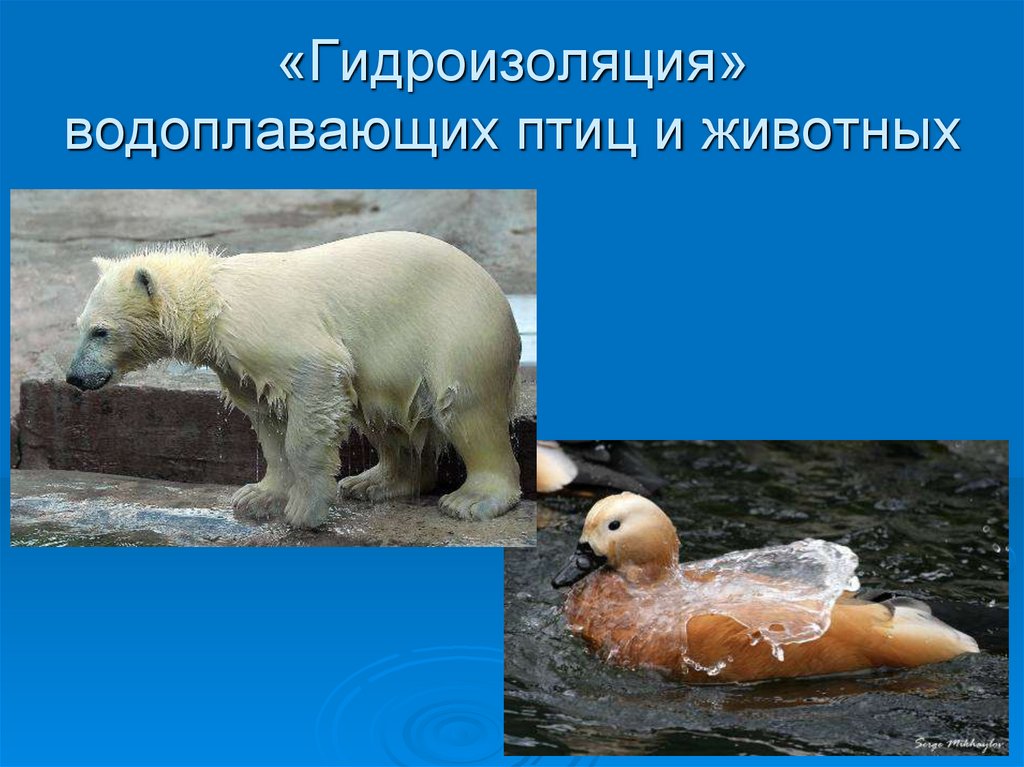 «Гидроизоляция» водоплавающих птиц и животных