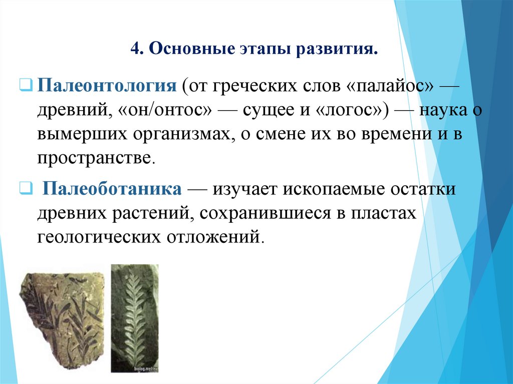 4. Основные этапы развития.