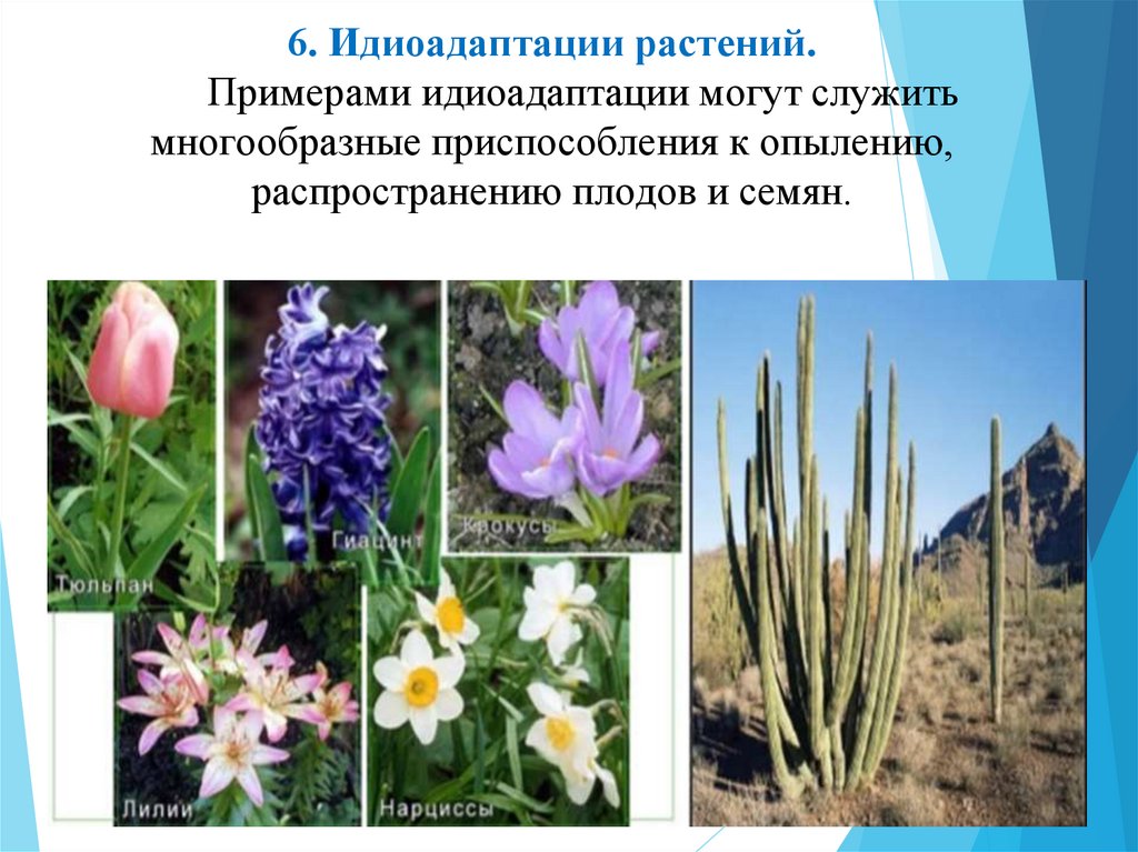 6. Идиоадаптации растений. Примерами идиоадаптации могут служить многообразные приспособления к опылению, распространению