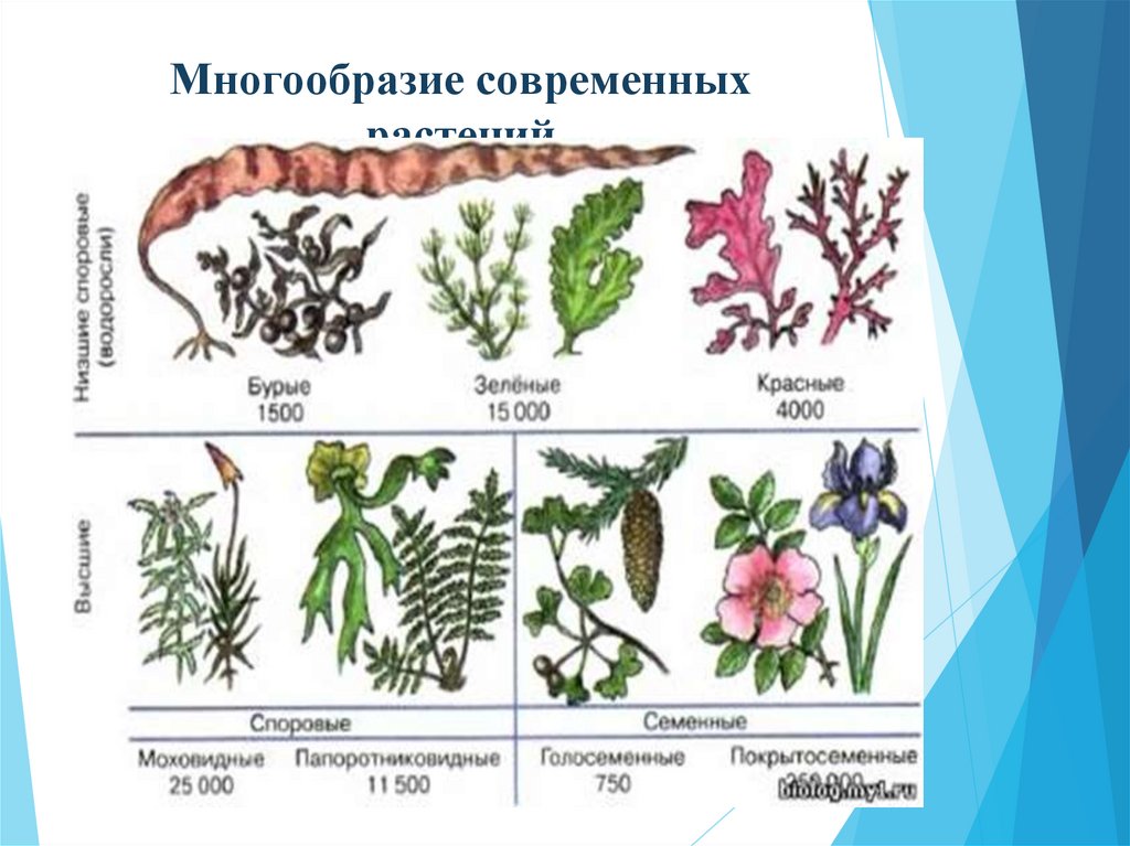 Многообразие современных растений