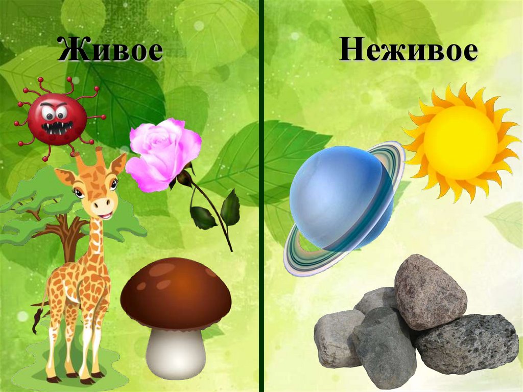 Живое Неживое