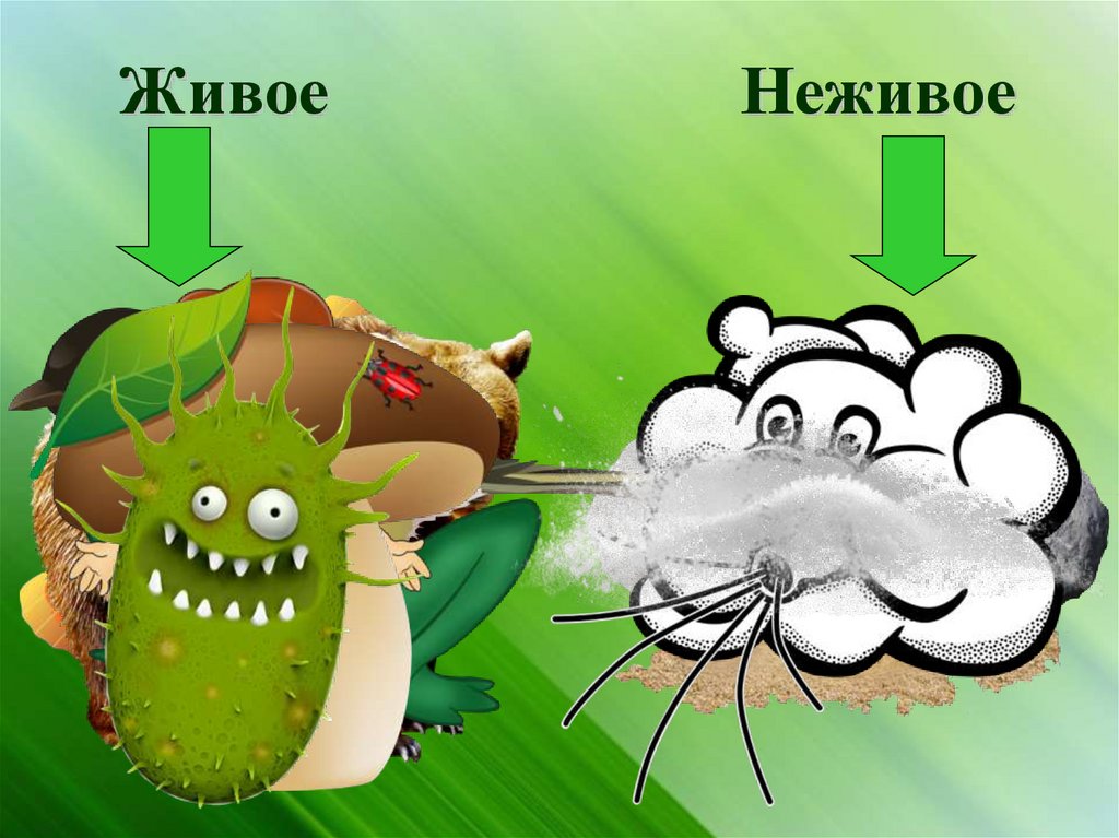 Живое Неживое