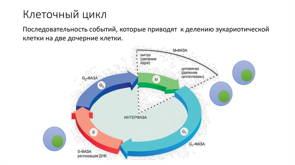 Клеточный цикл