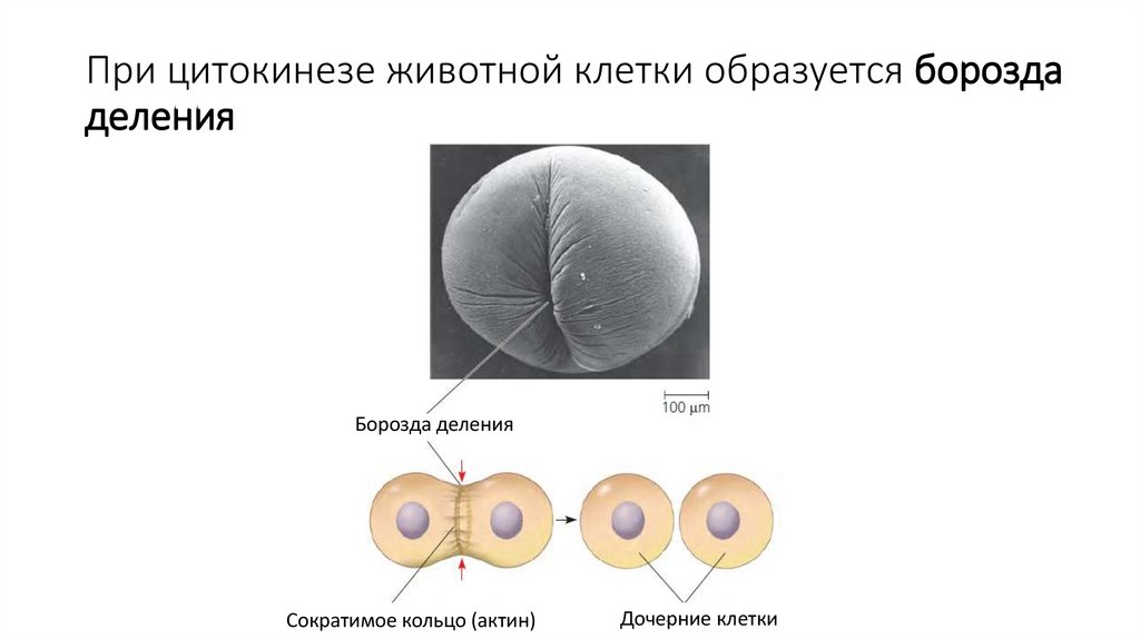 При цитокинезе животной клетки образуется борозда деления