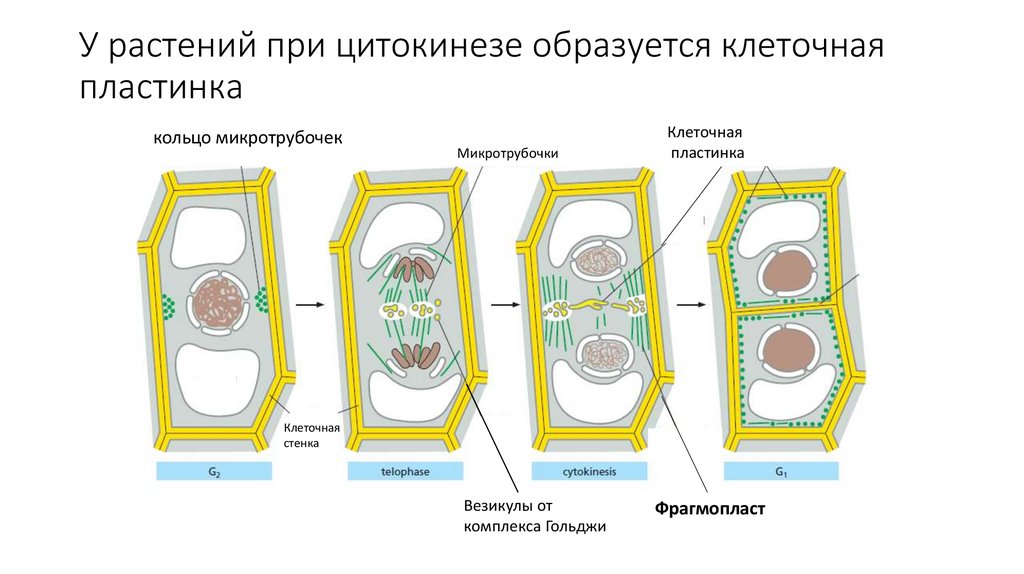 У растений при цитокинезе образуется клеточная пластинка