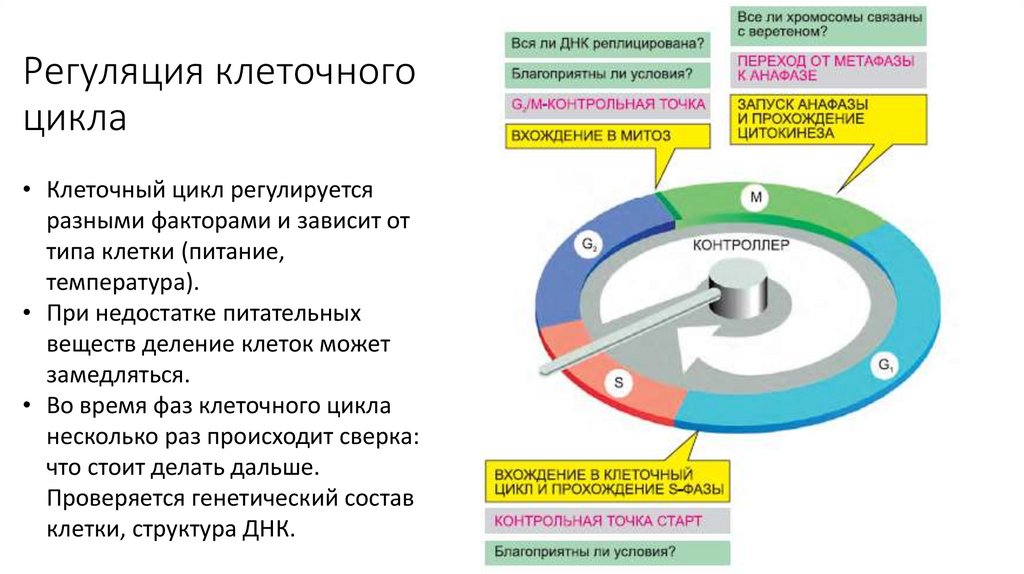 Регуляция клеточного цикла