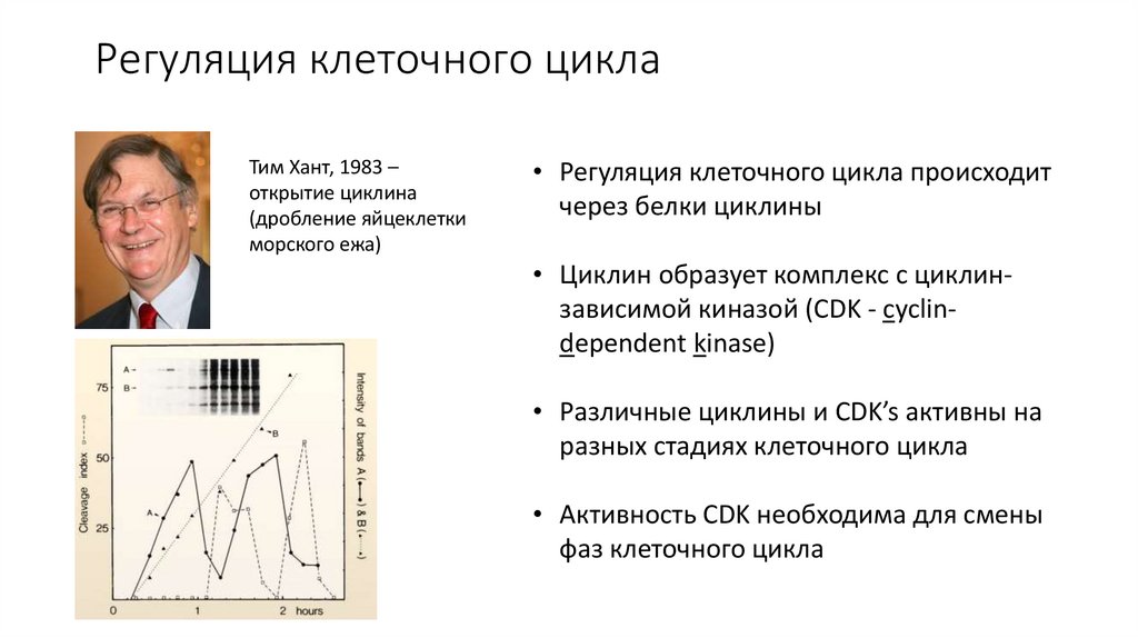 Регуляция клеточного цикла