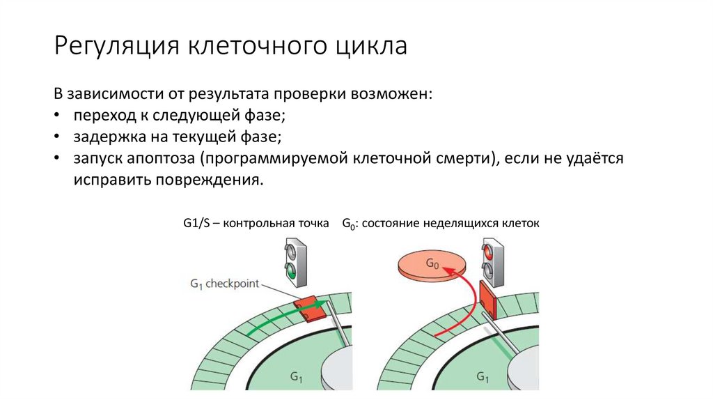 Регуляция клеточного цикла