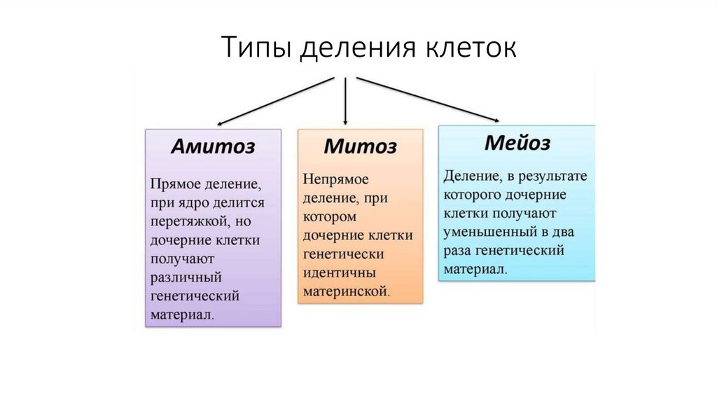 Типы деления клеток