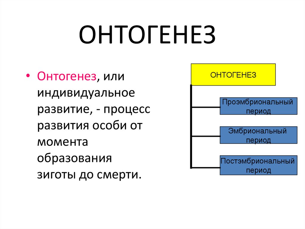 ОНТОГЕНЕЗ