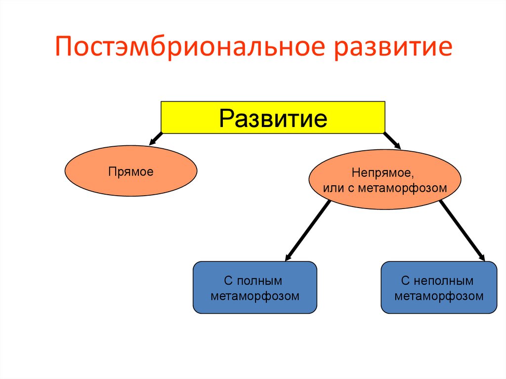 Постэмбриональное развитие