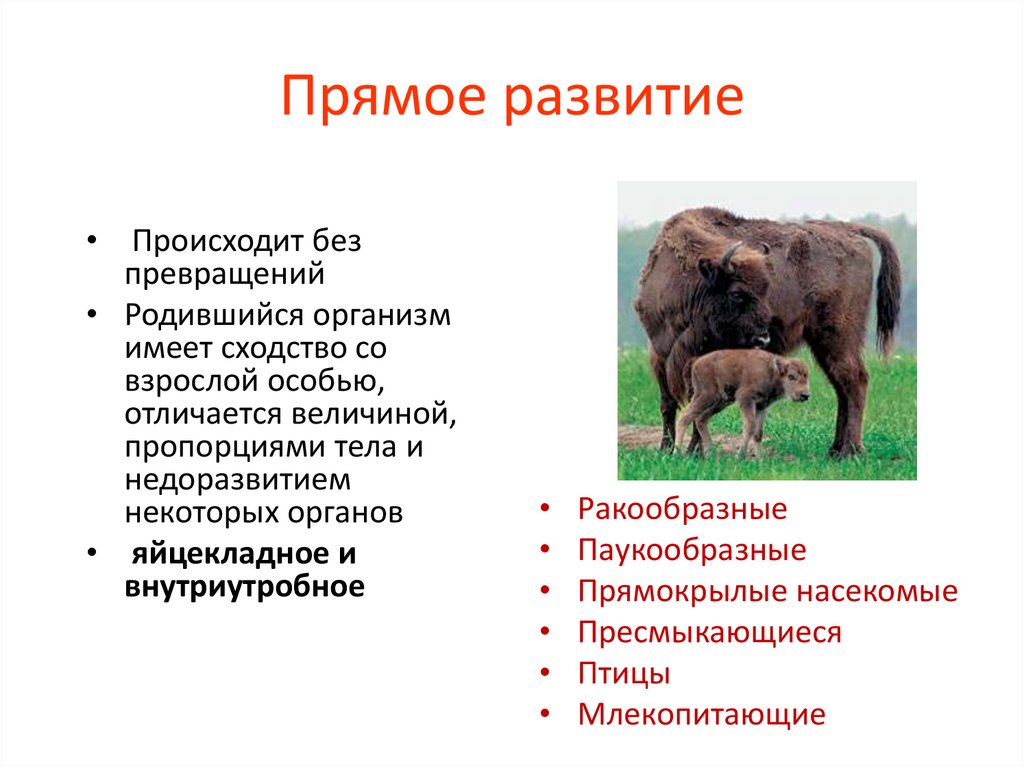 Прямое развитие