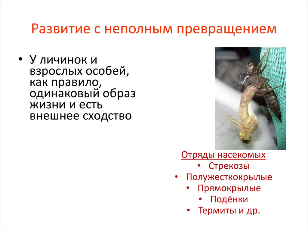 Развитие с неполным превращением