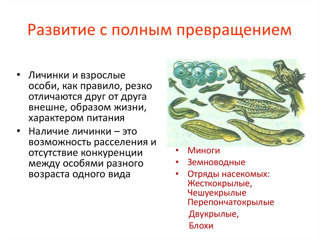 Развитие с полным превращением