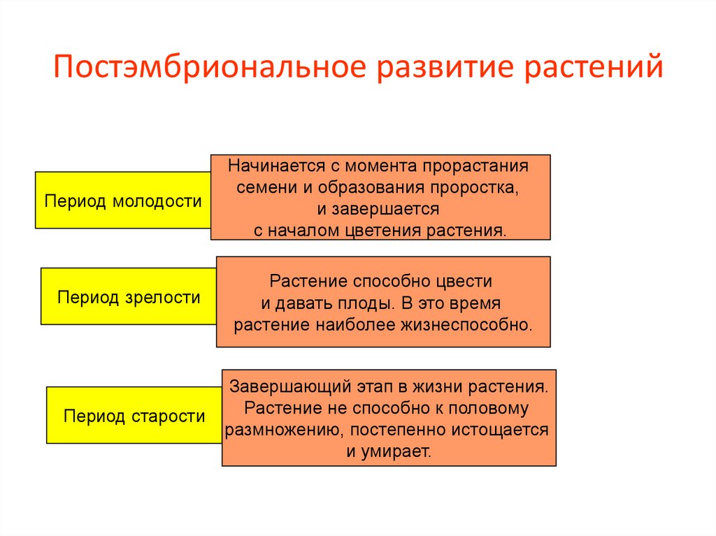 Постэмбриональное развитие растений