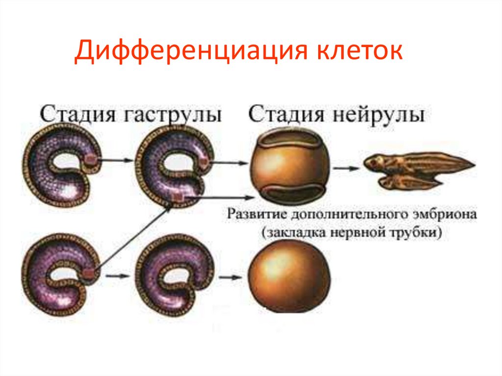 Дифференциация клеток
