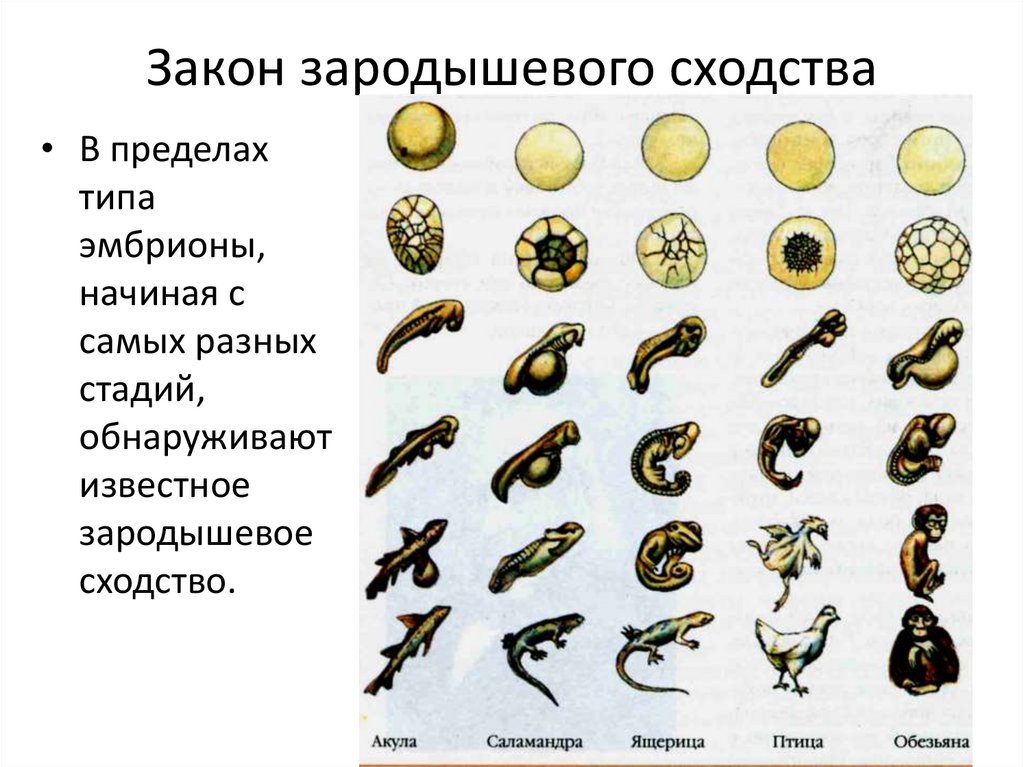 Закон зародышевого сходства