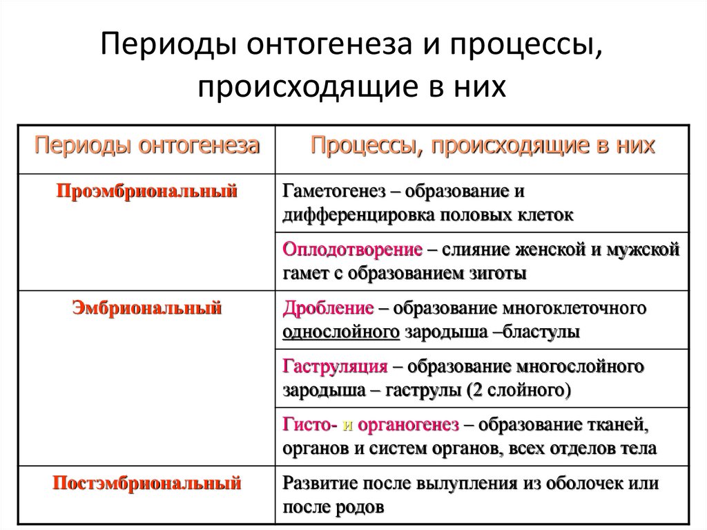 Периоды онтогенеза и процессы, происходящие в них