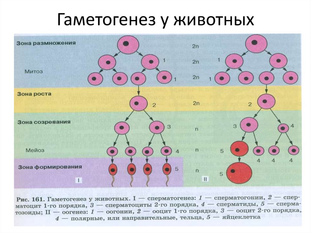 Гаметогенез у животных