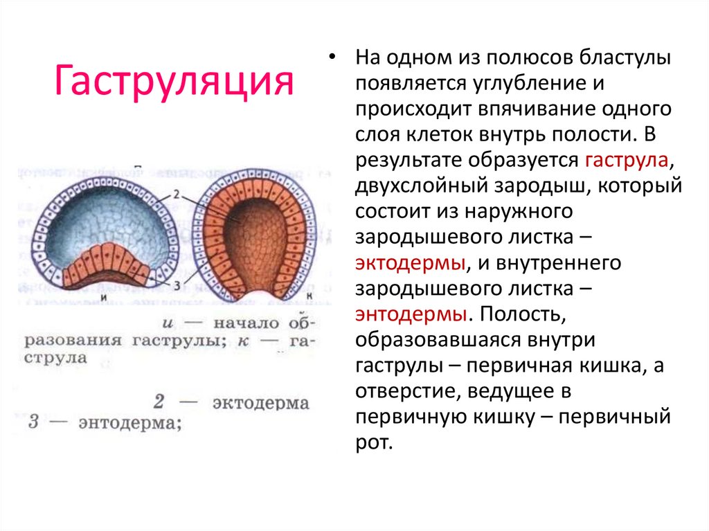 Гаструляция