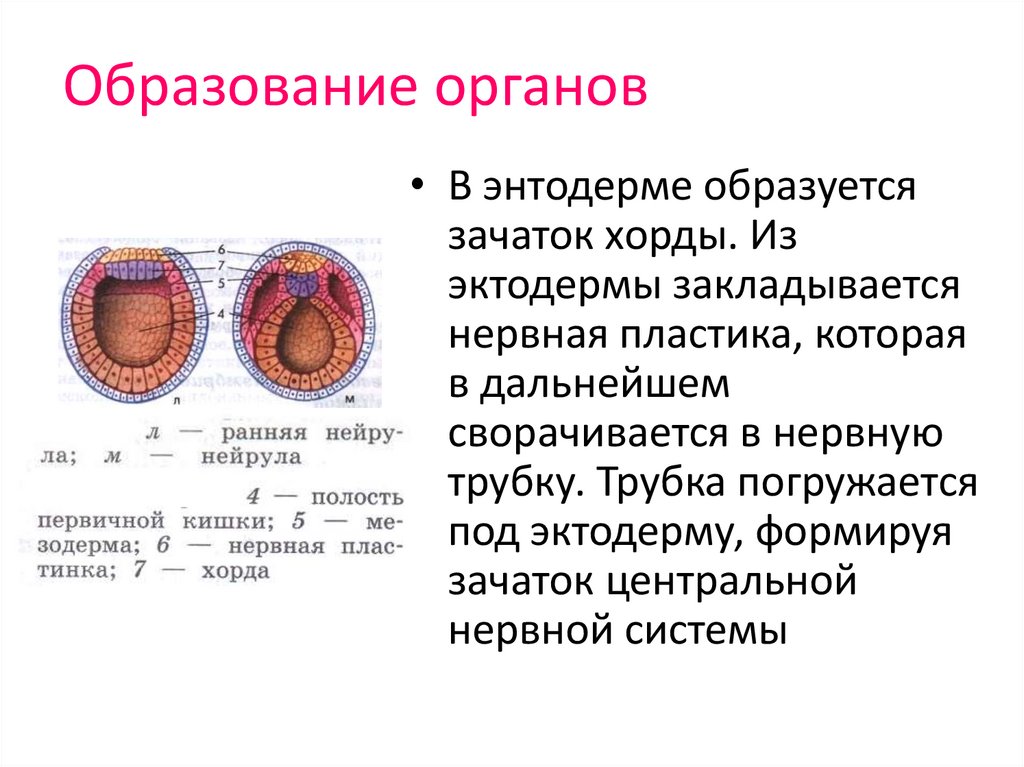 Образование органов