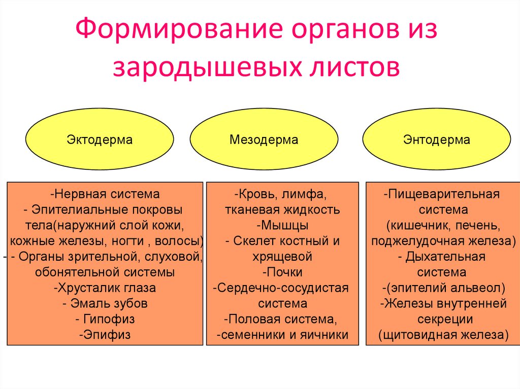 Формирование органов из зародышевых листов