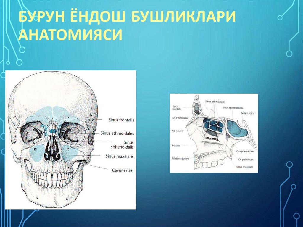 Бурун ёндош бушликлари анатомияси