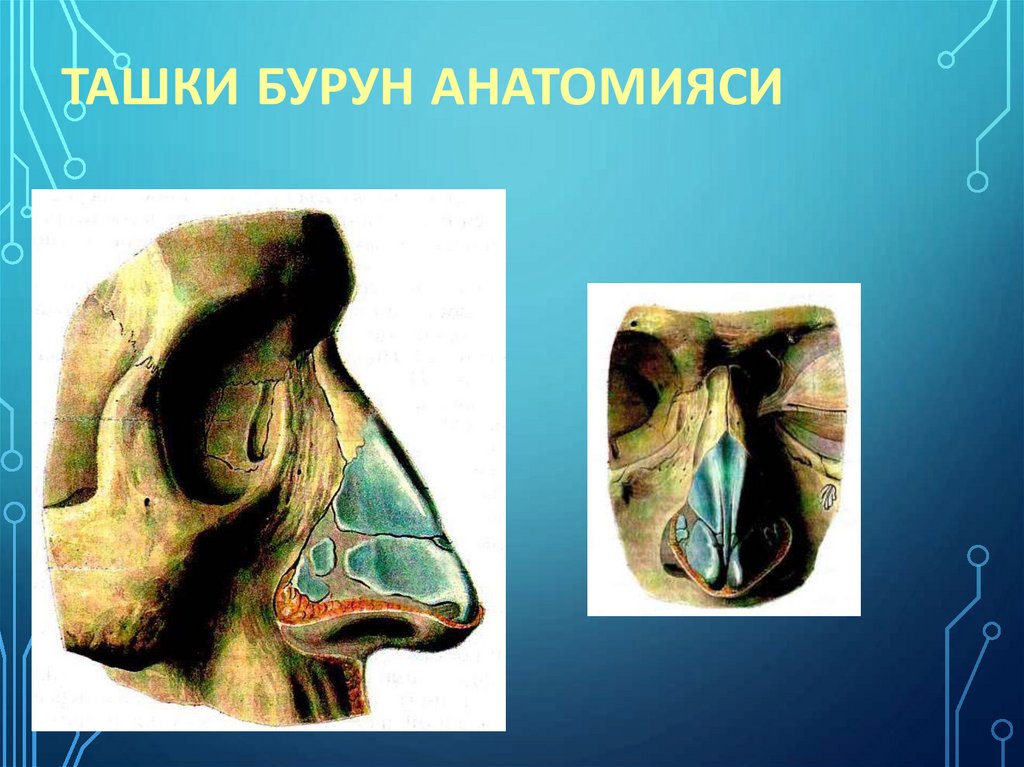 Ташки бурун анатомияси