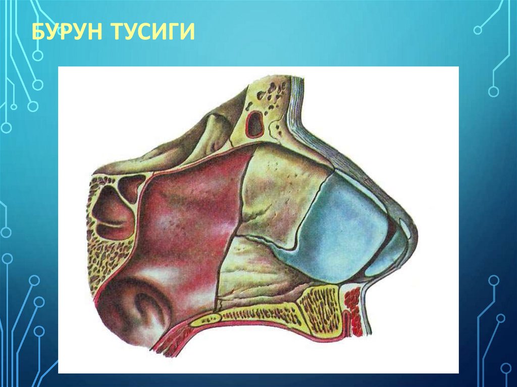 Бурун тусиги