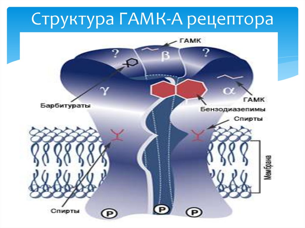 Структура ГАМК-А рецептора