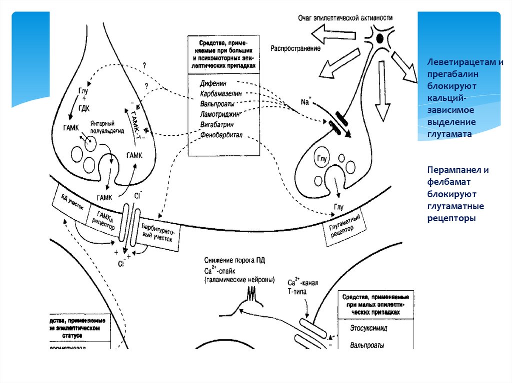Леветирацетам и прегабалин блокируют кальций-зависимое выделение глутамата Перампанел и фелбамат блокируют глутаматные