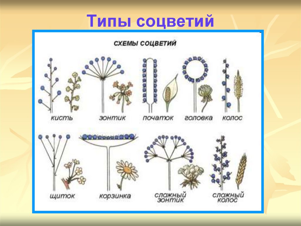Типы соцветий