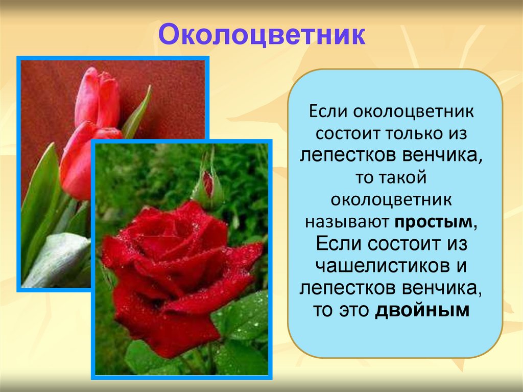 Околоцветник