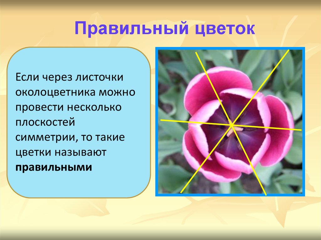 Правильный цветок