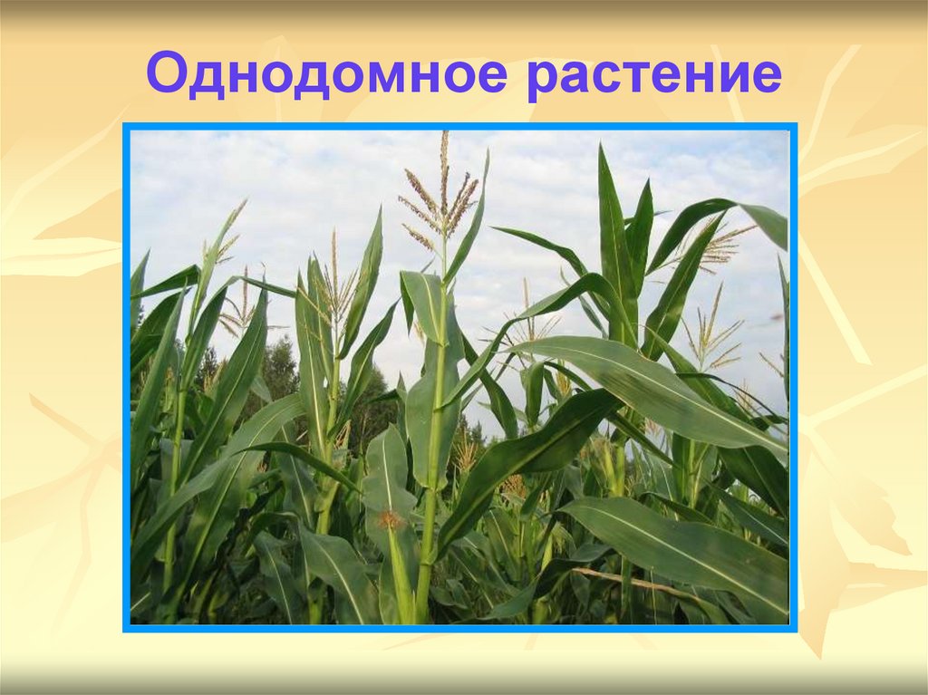 Однодомное растение