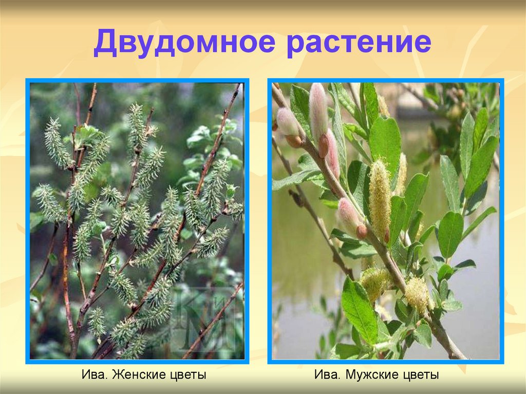 Двудомное растение