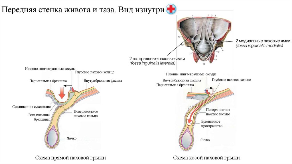Передняя стенка живота и таза. Вид изнутри