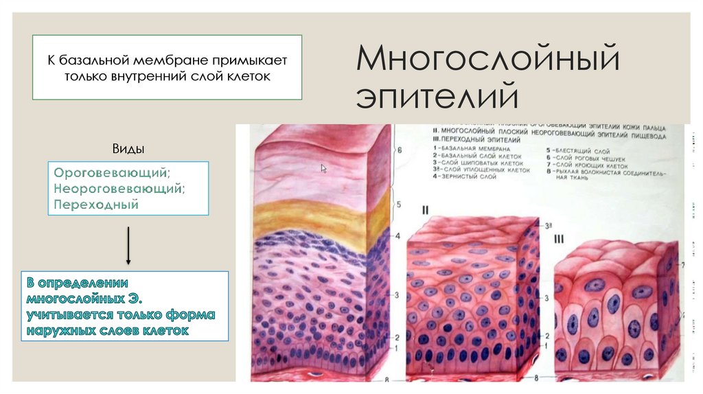 Многослойный эпителий
