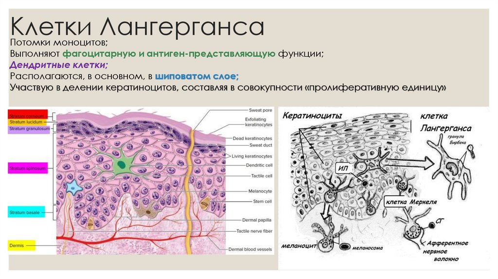 Клетки Лангерганса