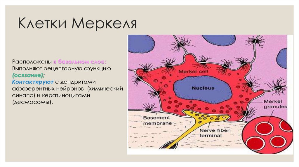 Клетки Меркеля