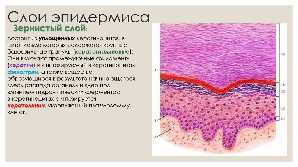 Слои эпидермиса