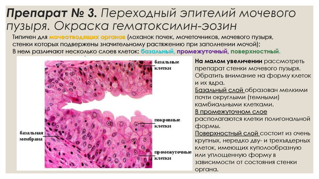 Препарат № 3. Переходный эпителий мочевого пузыря. Окраска гематоксилин-эозин