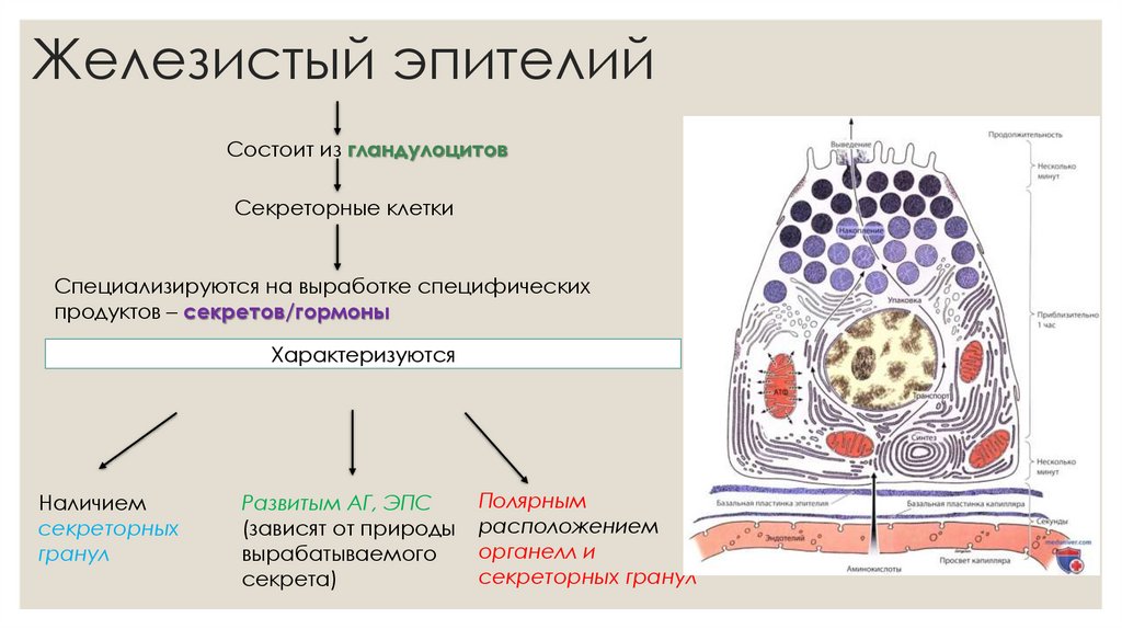 Железистый эпителий