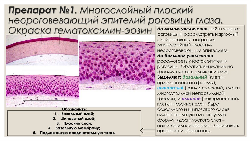 Препарат №1. Многослойный плоский неороговевающий эпителий роговицы глаза. Окраска гематоксилин-эозин