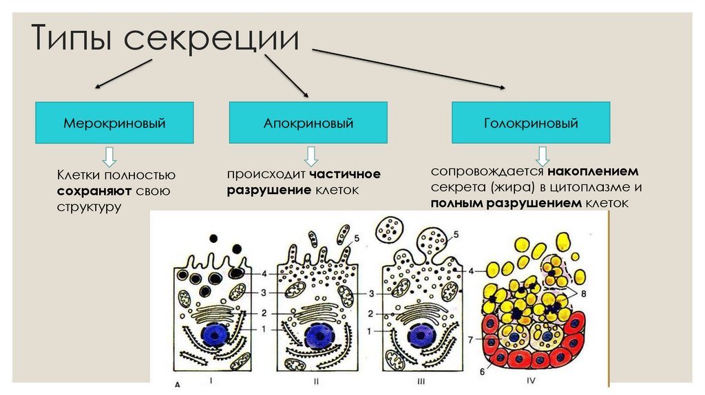 Типы секреции